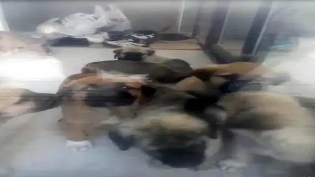 Doktora 17,5 yıla kadar hapis istemi