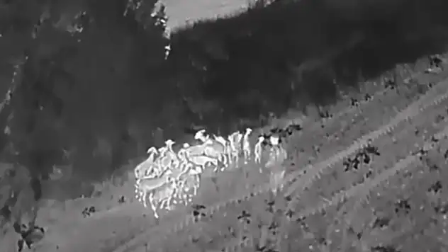 Kaybolan 27 küçükbaş termal dronla bulundu