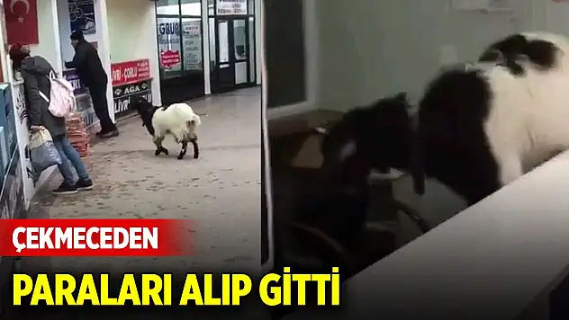 Otogara giren inatçı keçi çekmeceden paraları alıp gitti