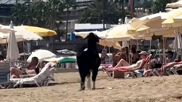 Antalya'da kaçan kurbanlık keçi, Kleopatra Plajı'na girdi