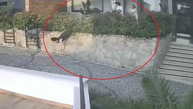 Ordu'da komşu tartışması: Doktorun iteklediği kadın düşerek ağır yaralandı