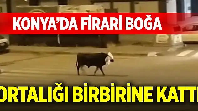 Konya'da firari boğa ortalığı birbirine kattı