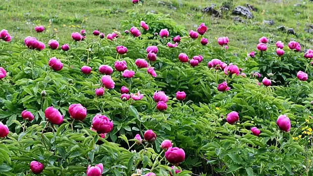 Koparmanın cezası yarım milyon!