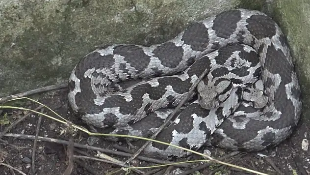 Bayramda engerek mesaisi