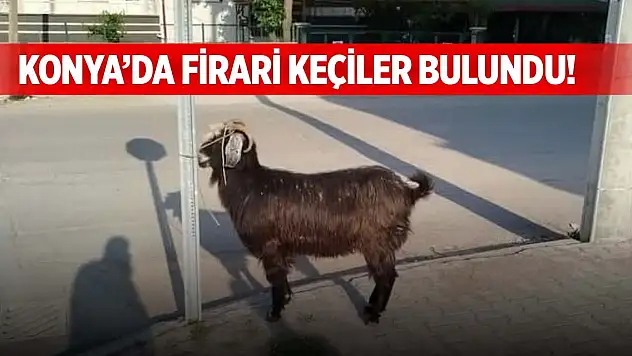 Konya'da firari keçiler bulundu!