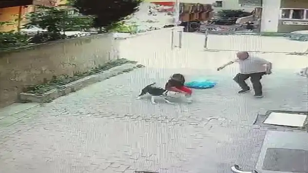 Pitbull dehşet saçtı!