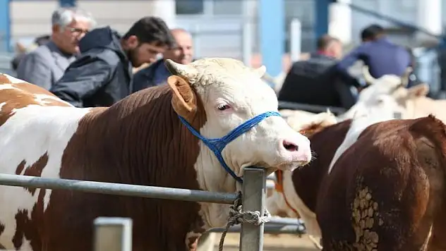 ESK, pazarlara gönderilemeyen kurbanlıkları da satın alacak