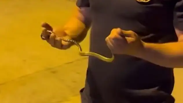 Yılanı tek hamlede çıkardı
