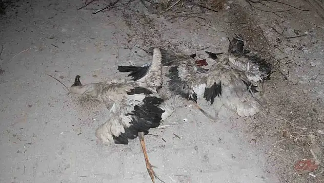 Konya'da yavru leylekler telef oldu