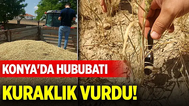 Konya'da hububatı kuraklık vurdu! 256 dekar olan arpa tarlasından yalnızca 1 ton arpa elde edildi