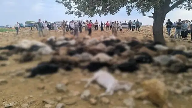 Yıldırım isabet eden 99 küçükbaş öldü