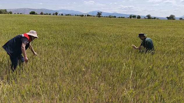 Konya Beyşehir'de hububat ekili alanlara yakın takip