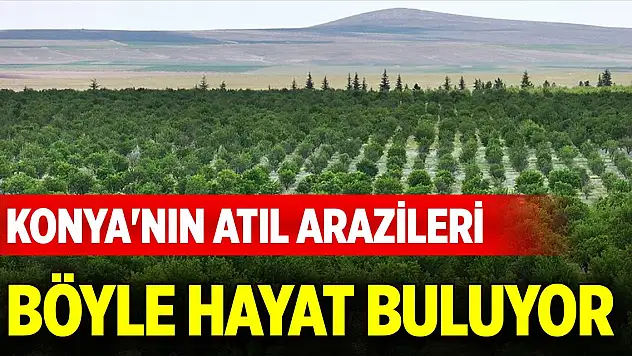 Konya'da taşlık ve atıl araziler böyle hayat buluyor