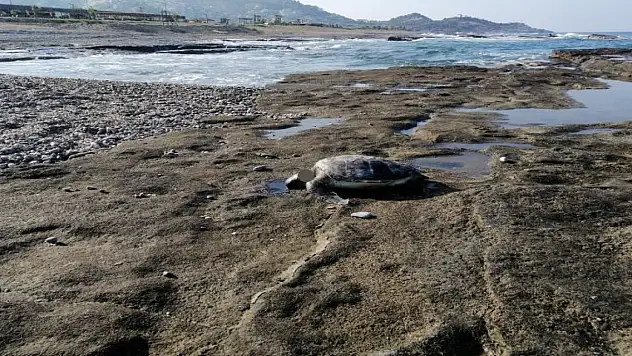 Gazipaşa'da caretta başı kesilmiş halde bulundu