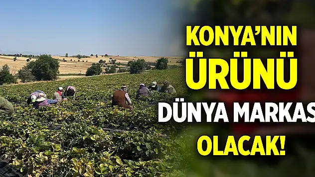 Konya'nın ürünü dünya markası olacak!