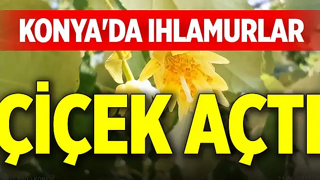 Konya'da ıhlamurlar çiçek açtı