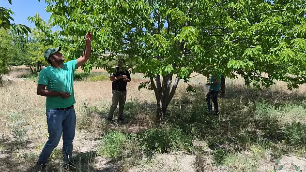 Konya'da kirazlar pestisit kalıntısı analizi için toplandı