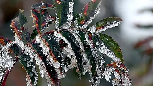 TBMM Zirai Don Olayını Araştırma Komisyonu toplandı