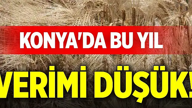 Konya'da bu yıl verimi düşük!