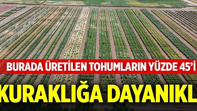 Burada üretilen tohumların yüzde 45'i kuraklığa dayanıklı
