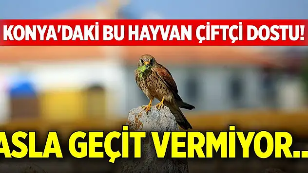 Konya'daki bu hayvan, çiftçi dostu! Asla geçit vermiyor...