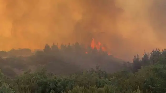 Balıkesir'deki orman yangını kontrol altına alındı
