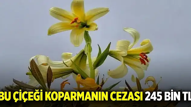 Bu çiçeği koparmanın cezası 245 bin TL