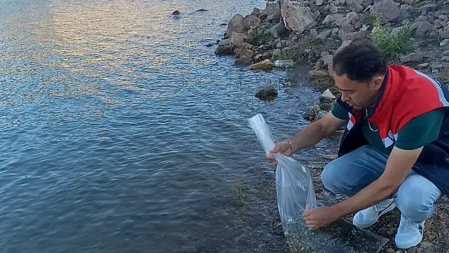 Konya'da dört gölete 500 bin yavru sazan takviyesi