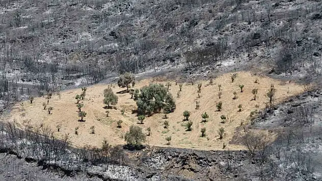Sürülen alan alevlere geçit vermedi