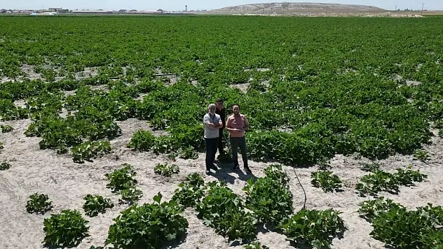 Konya'nın çerezlik kabak üretim merkezinde teknolojik takip