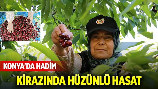 Konya'da Hadim kirazında hüzünlü hasat