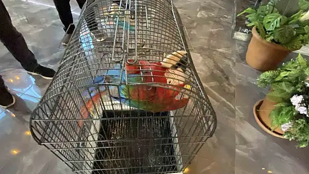 Beslenmesi ve ticareti yasak olan papağan Konya Karatay Hayvanat Bahçesine teslim edildi