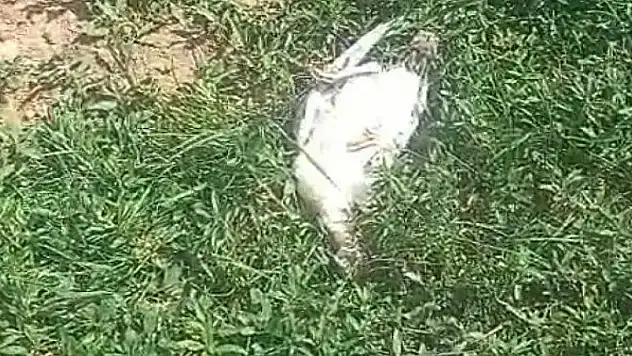 Başıboş köpekler dehşet saçtı: 25 hindi ve tavuk telef oldu