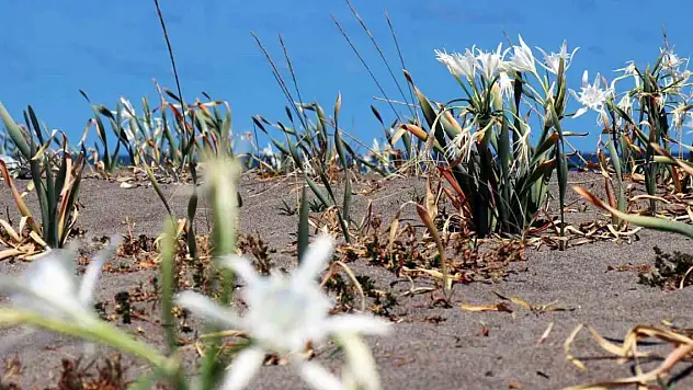 Güzelliğiyle büyülüyor, koparması cüzdanı yakıyor