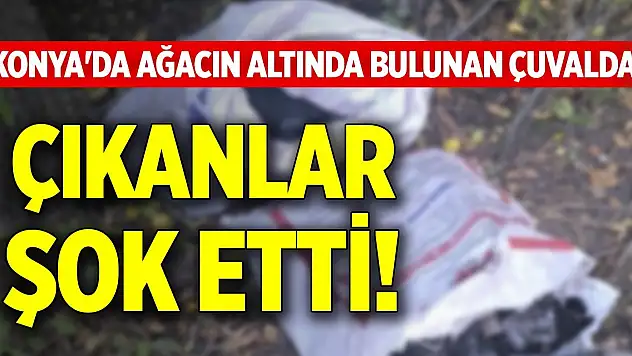 Konya'da ağacın altında bulunan çuvaldan çıkanlar şok etti!