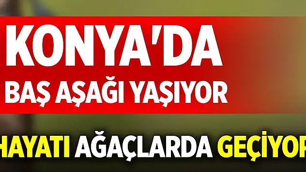 Konya'da baş aşağı yaşıyor, hayatı ağaçlarda geçiyor
