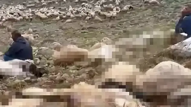 Yaylaya yıldırım düştü 200 küçükbaş öldü