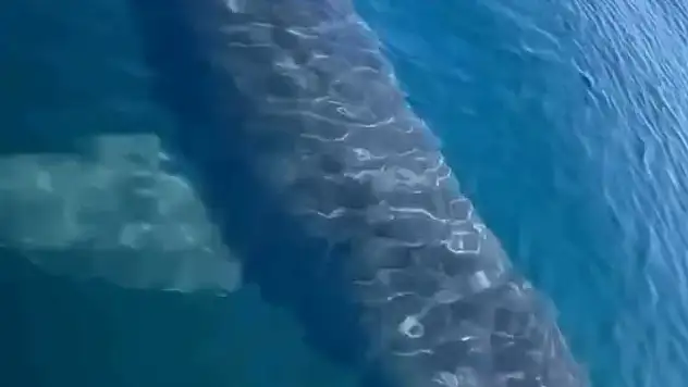 Köpek balığı videosuna suç duyurusu