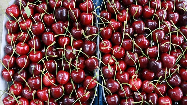 Konya'nın o ilçesinin kirazında tarihi kayıp!