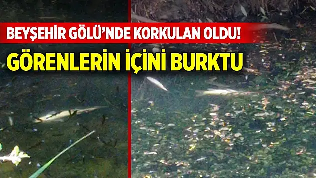 Beyşehir Gölü'nde korkulan oldu! Ölü balıklar görenlerin içini burktu