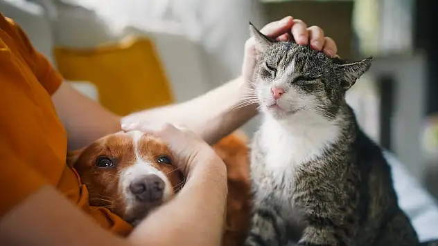 Yaz alarmı... Kedi ve köpekleriniz için hemen uygulayabileceğiniz 7 öneri
