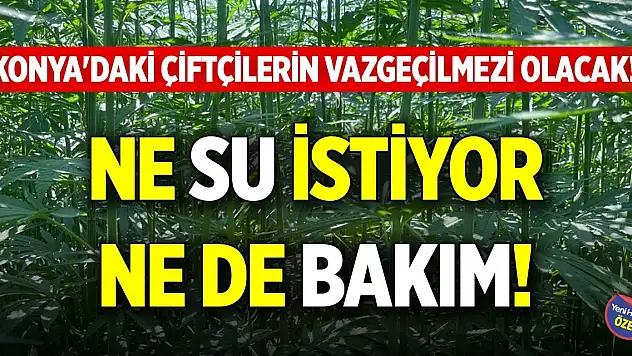 Konya'daki çiftçilerin vazgeçilmezi olacak! Ne su istiyor ne bakım