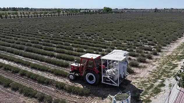 Konya'da ziyaretçi akınına uğrayan bahçede hasat zamanı