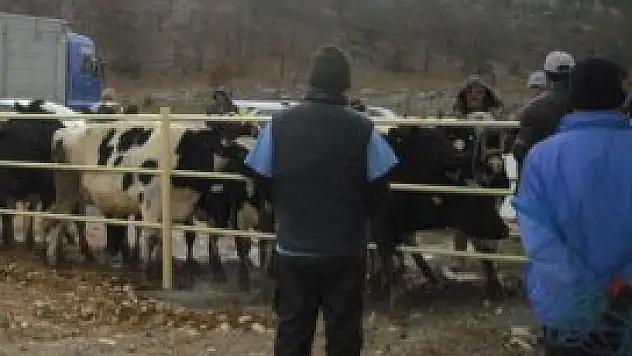 Çamlık beldesinde süt inekleri dağıtıldı