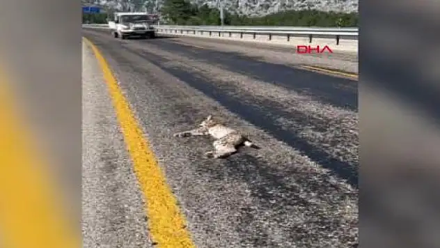 Antalya- Konya yolunda ölüsü bulundu