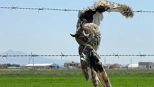 Konya'da kulaklı orman baykuşu kurtarıldı