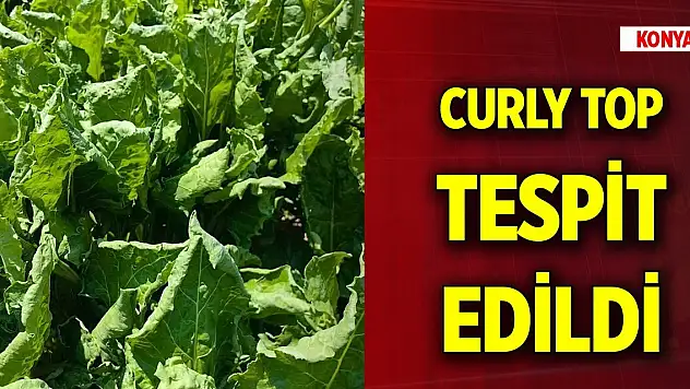 Konya'da şeker pancarı ekili bazı tarlalarda Curly Top tespit edildi