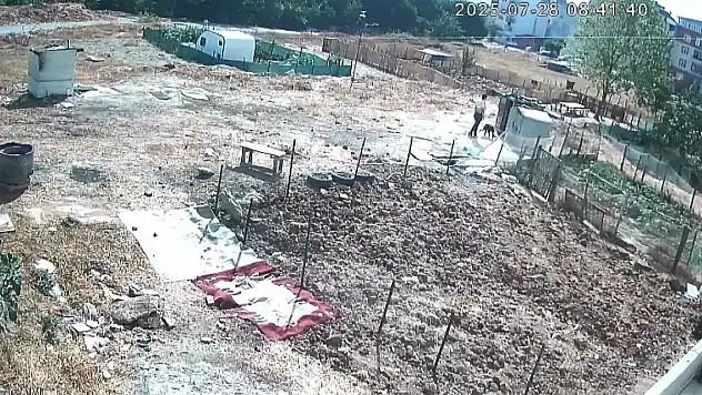 Köpek işkenceyle öldürüldü iddiası!