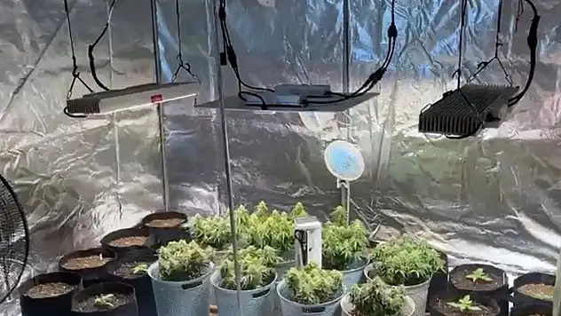 Torbacılara şafak baskını, ev tipi serada uyuşturucu yetiştirmişler: 8 tutuklama