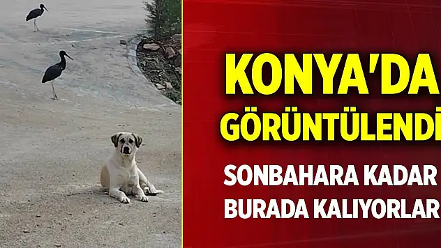 Konya'da görüntülendi... Sonbahara kadar burada kalıyorlar